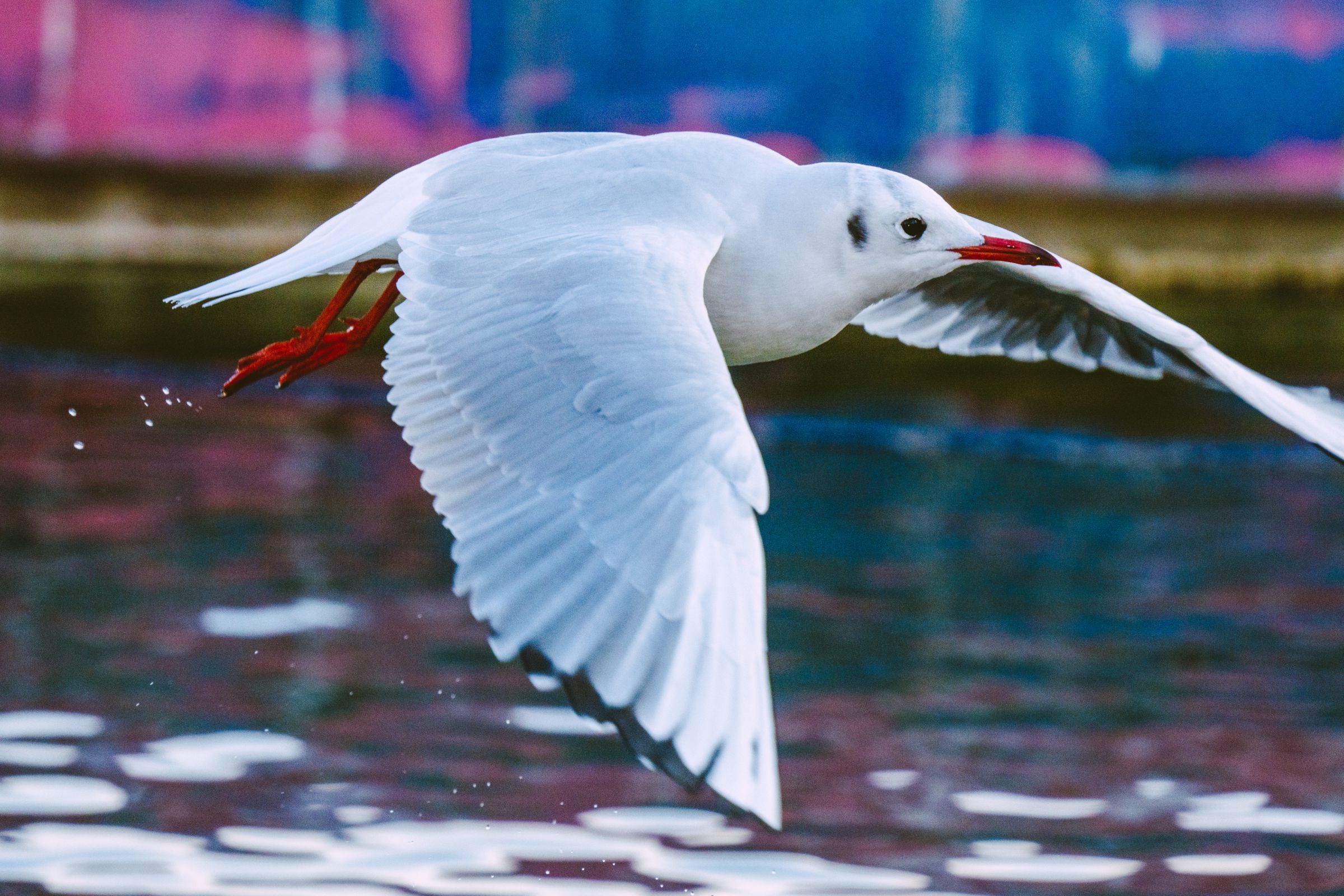 初めての飛んでる鳥撮影 | GANREF