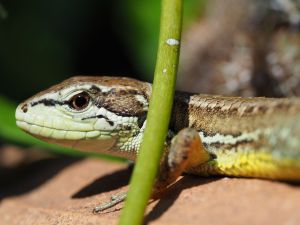 玄関アプローチに棲むカナヘビ | GANREF