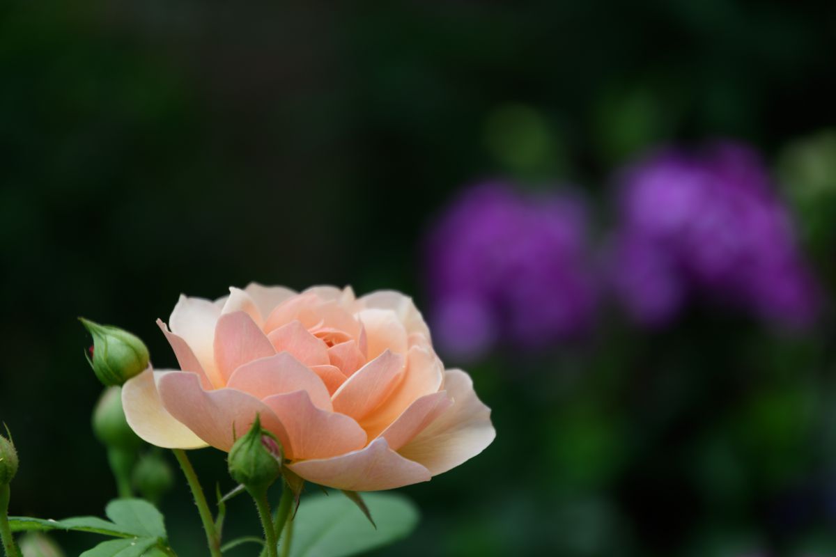 夏バラ 植物 花 花びら Ganref