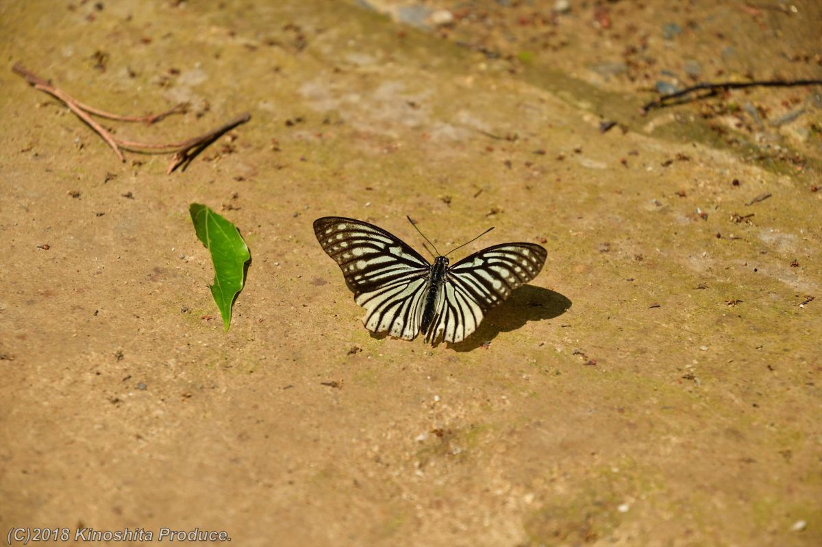 蝶の名前がわかりません 動物 虫 昆虫 Ganref