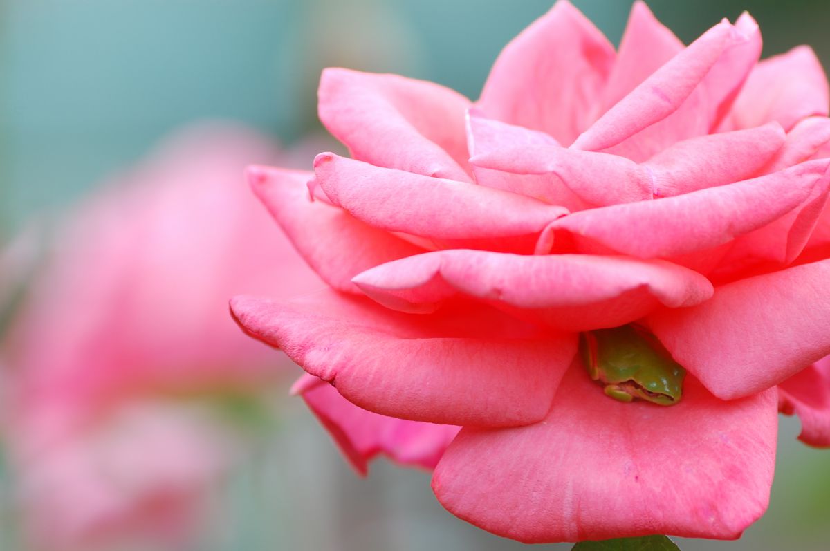 秋薔薇と蛙 植物 花 花びら Ganref