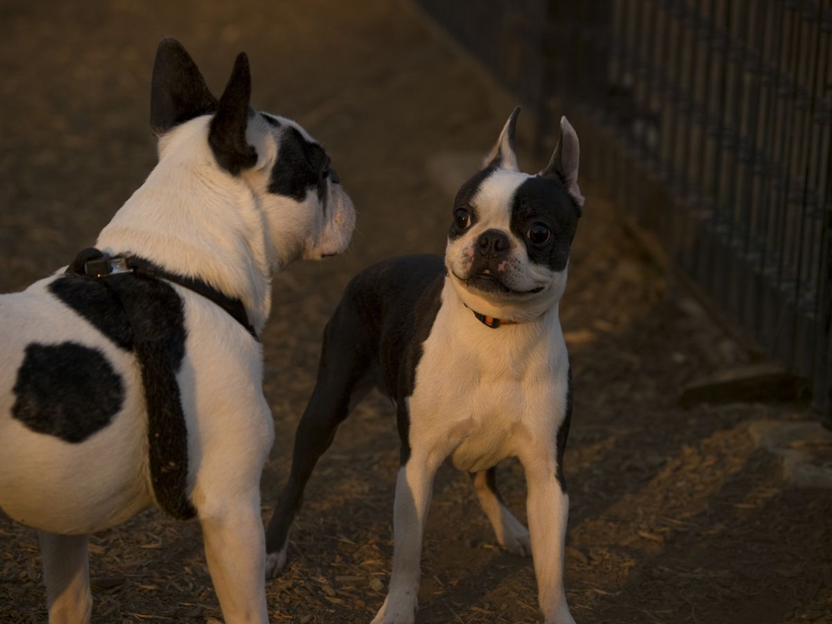 ビビリ ます 動物 犬 Ganref