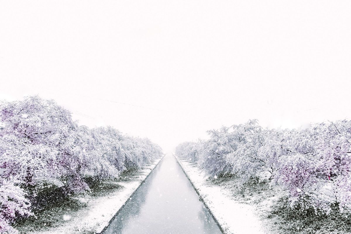 雪と桜と川の先 自然 風景 河川 Ganref 雪と桜と川の先 自然 風景 河川 Ganref
