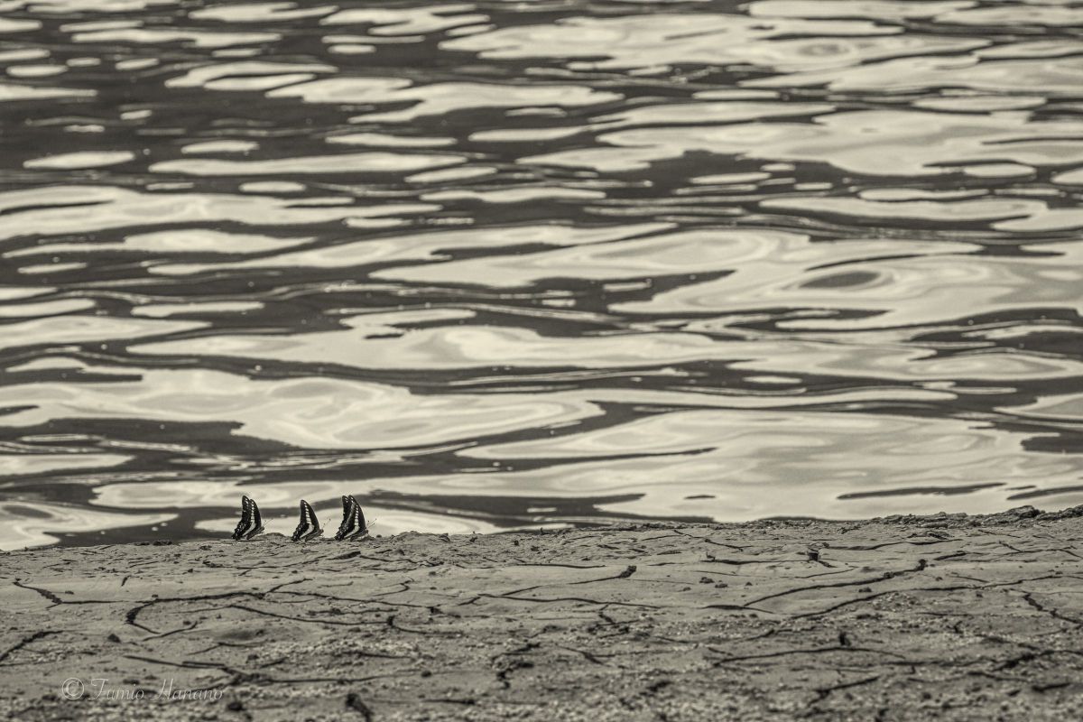 At the dam lake 5 | GANREF
