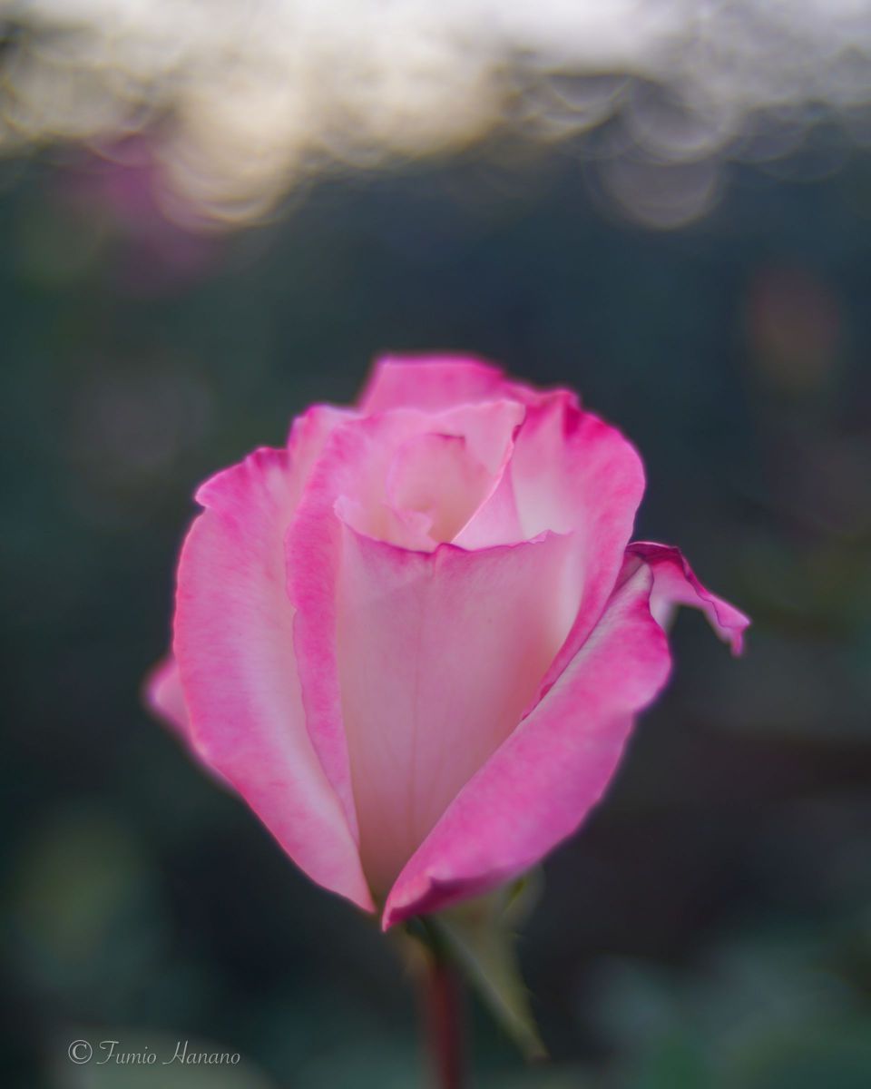 A pink rose | GANREF