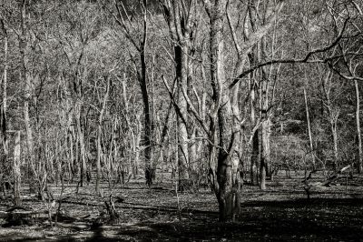 枯れ木 枯れ木の森 8 | GANREF