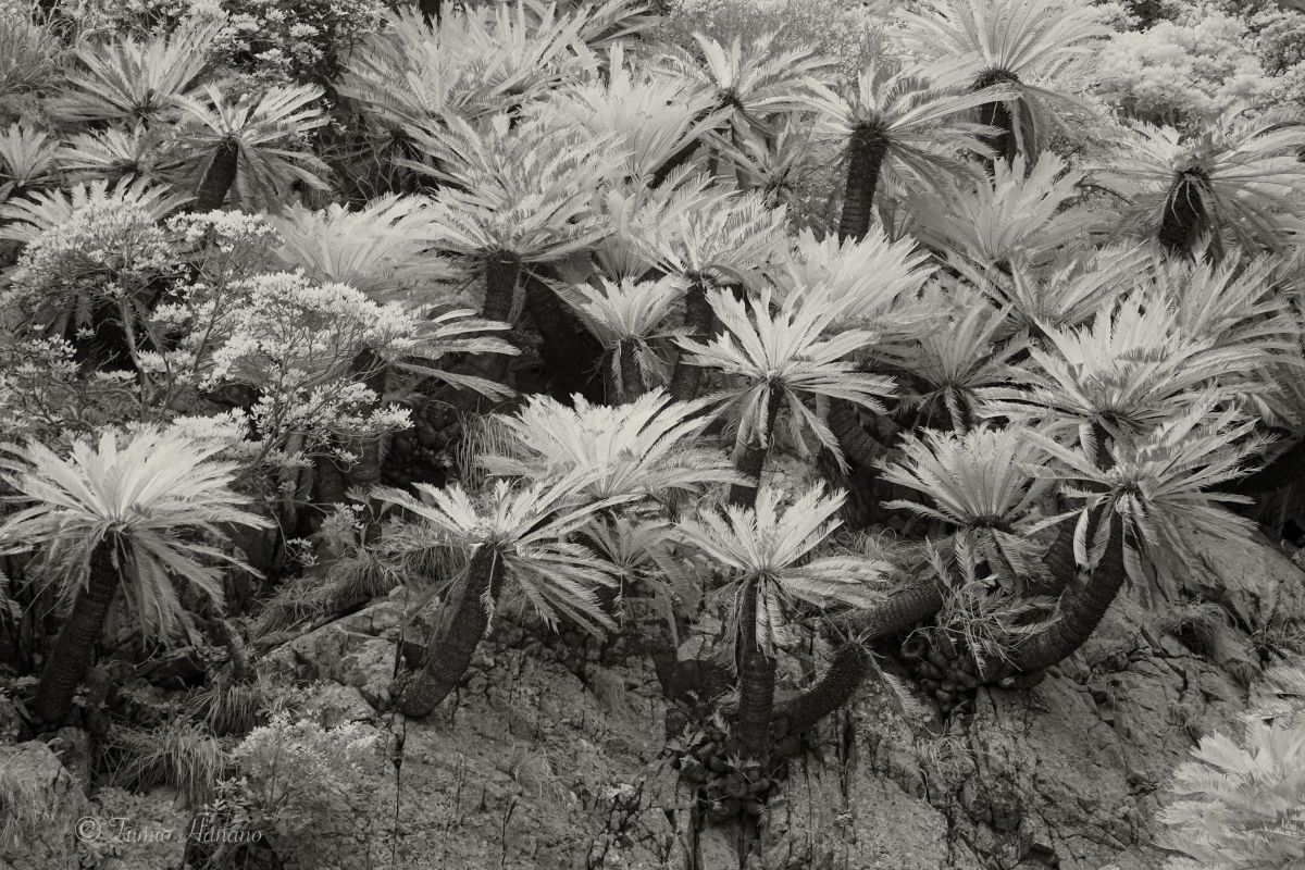 自生 植物 樹木 Ganref 自生 植物 樹木 Ganref