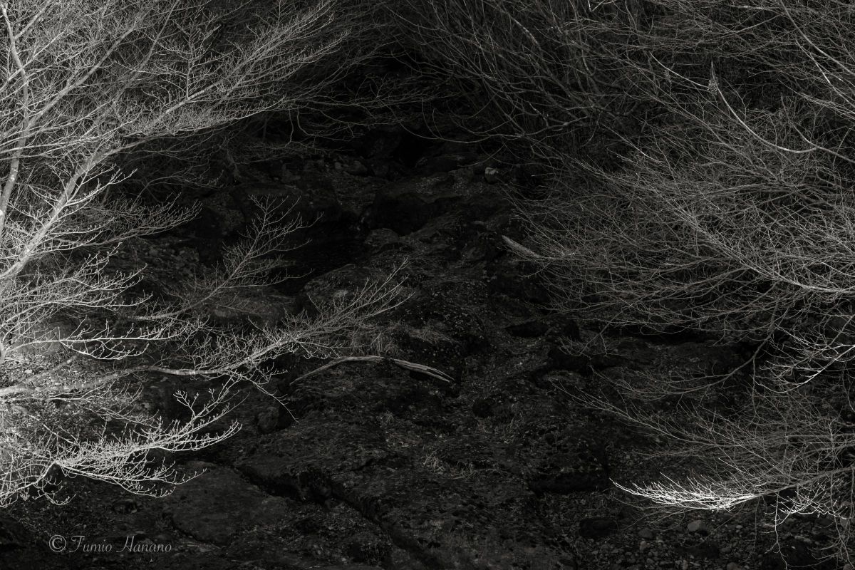 In the forest 1 | GANREF