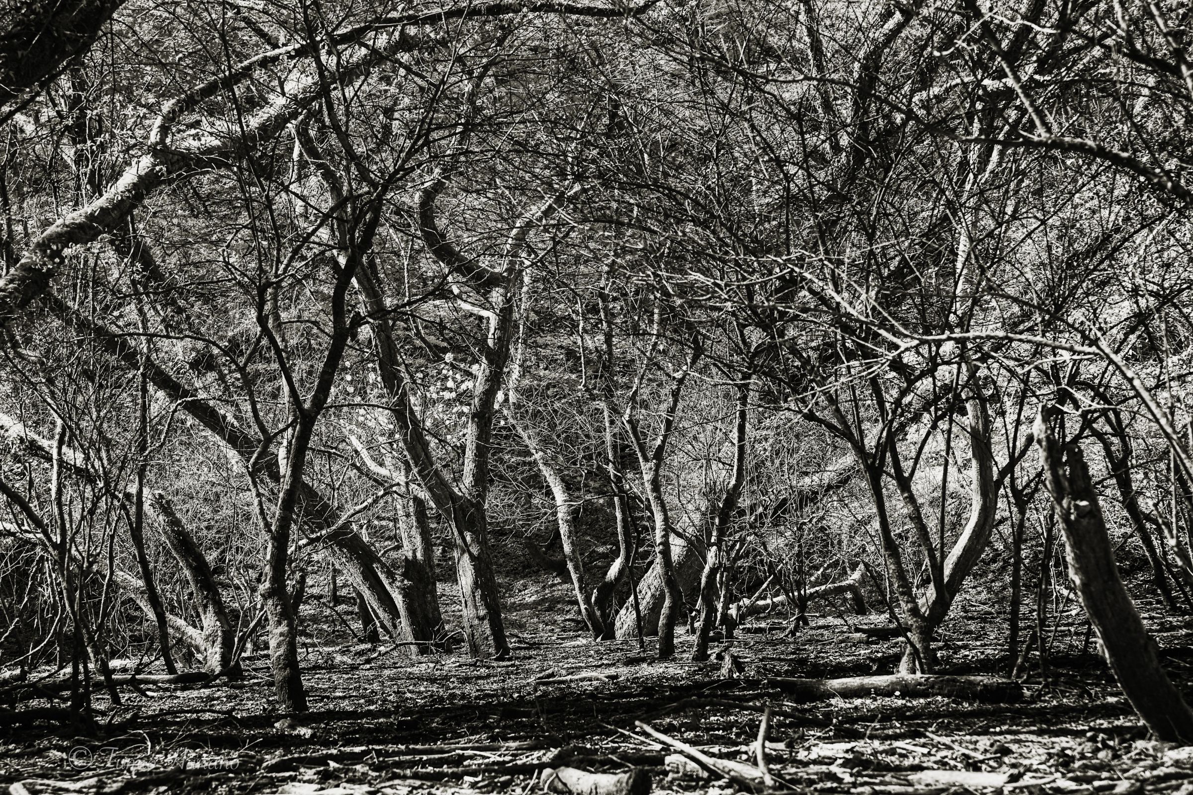 枯れ木の森 8 | GANREF