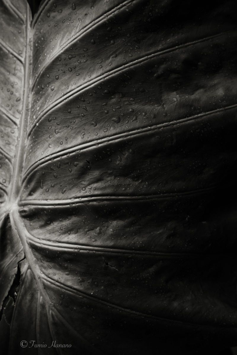 A big leaf | GANREF