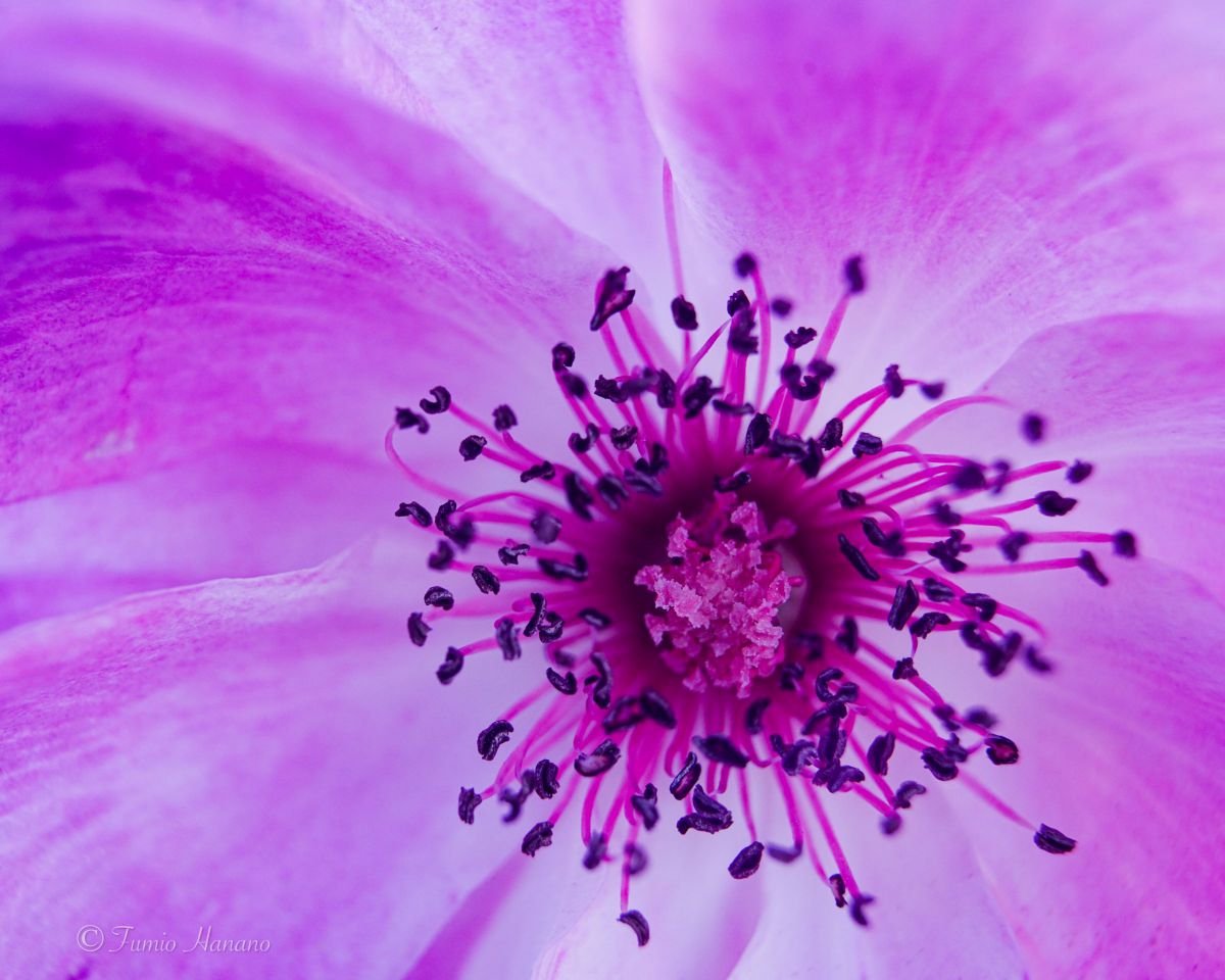 Pink rose 2 | GANREF