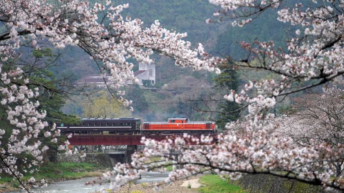 さやま桜様 桜 (@_sakura1997) • Instagram photos and videos