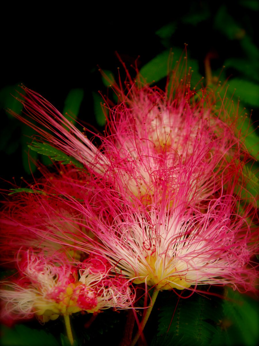 Cyber-shot DSC-T70で撮影された写真 | 写真検索 | GANREF