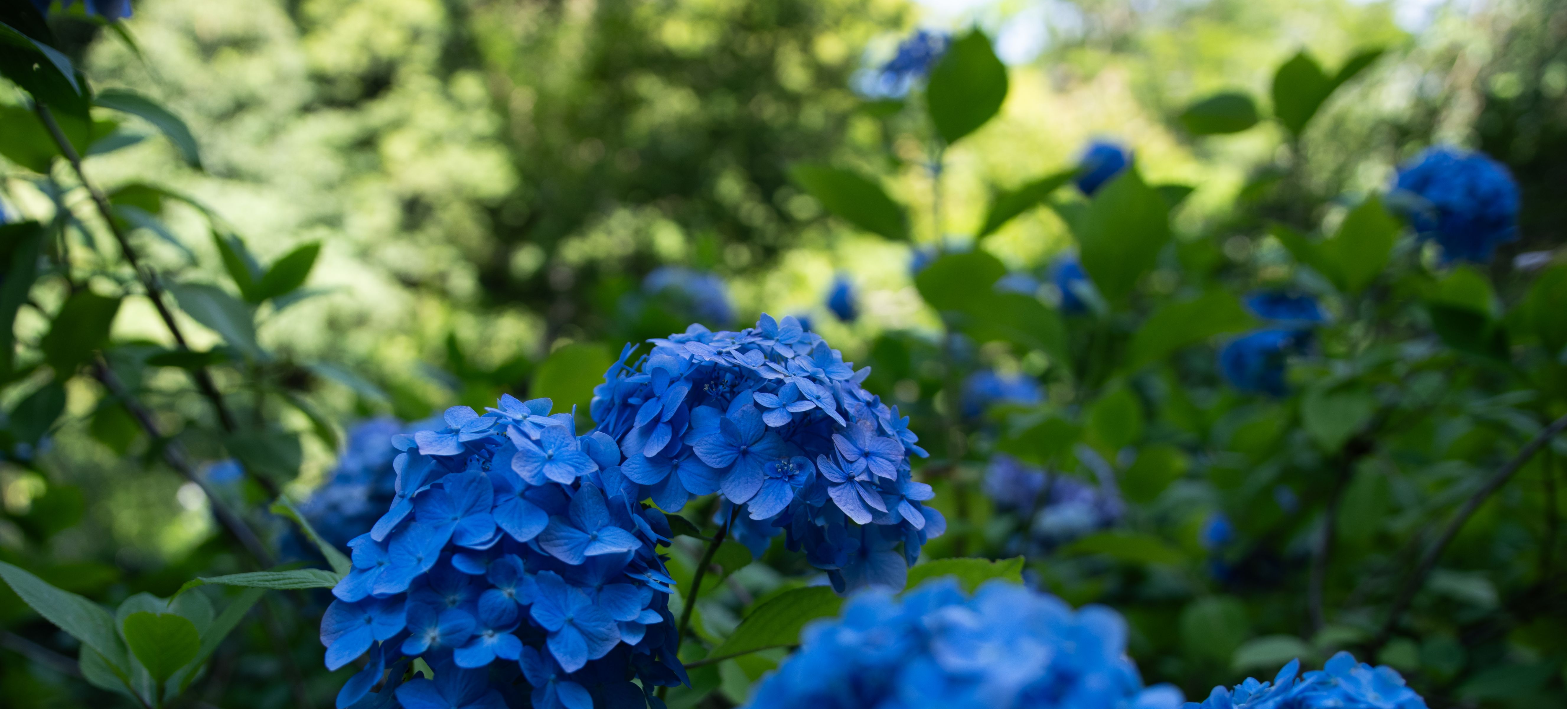 青陽花 | GANREF