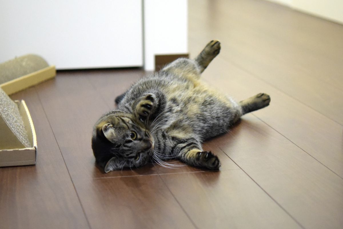 猫スーツ 動物 猫 Ganref