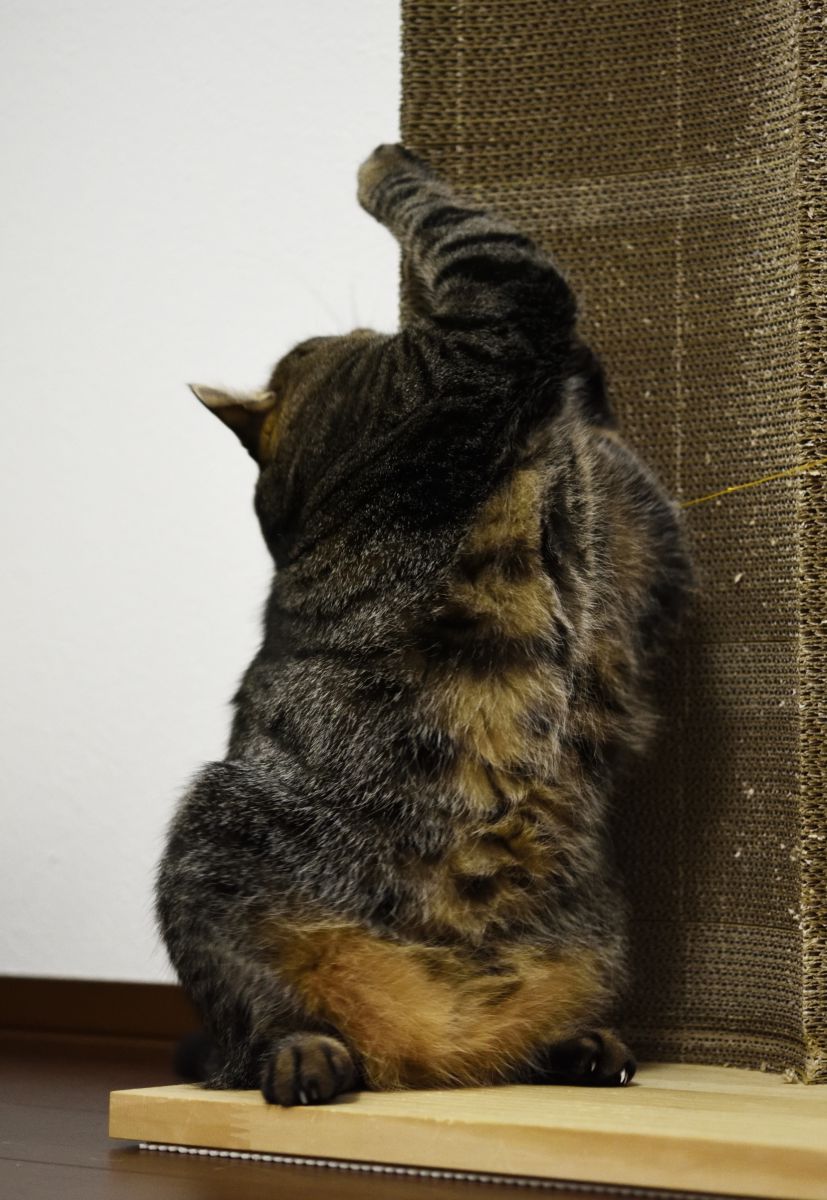 猫スーツ 動物 猫 Ganref