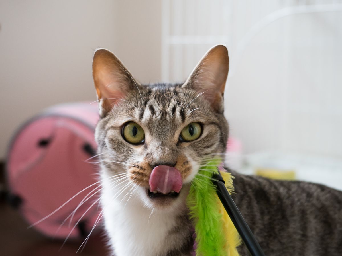 ぺろんちょ 動物 猫 Ganref