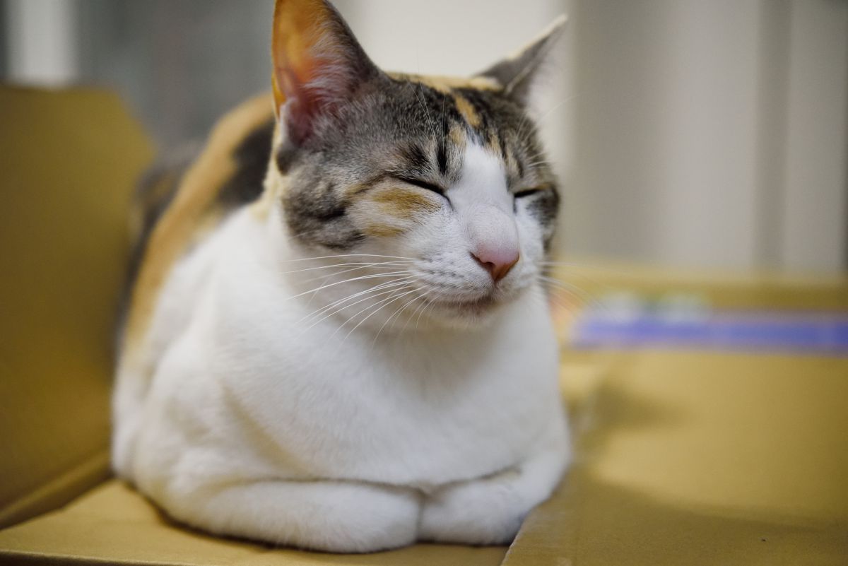 おねむ 動物 猫 Ganref