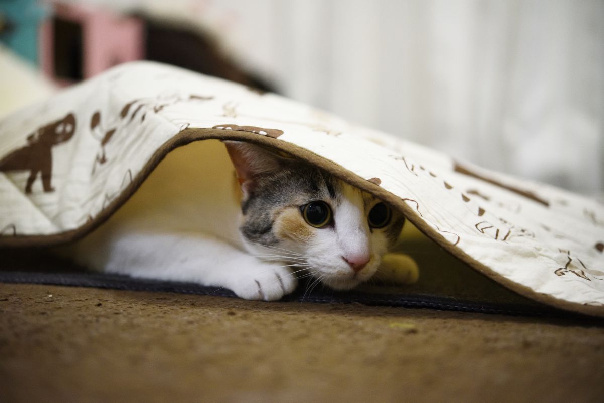 戦闘態勢 動物 猫 Ganref