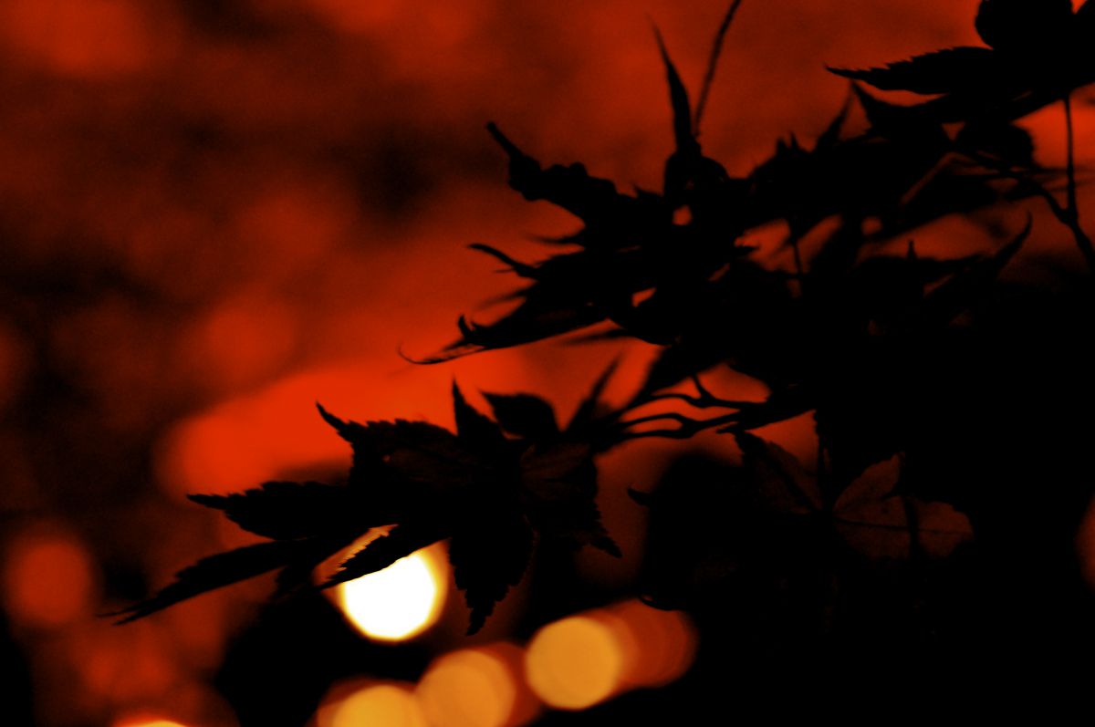 紅葉の切り絵 植物 紅葉 Ganref