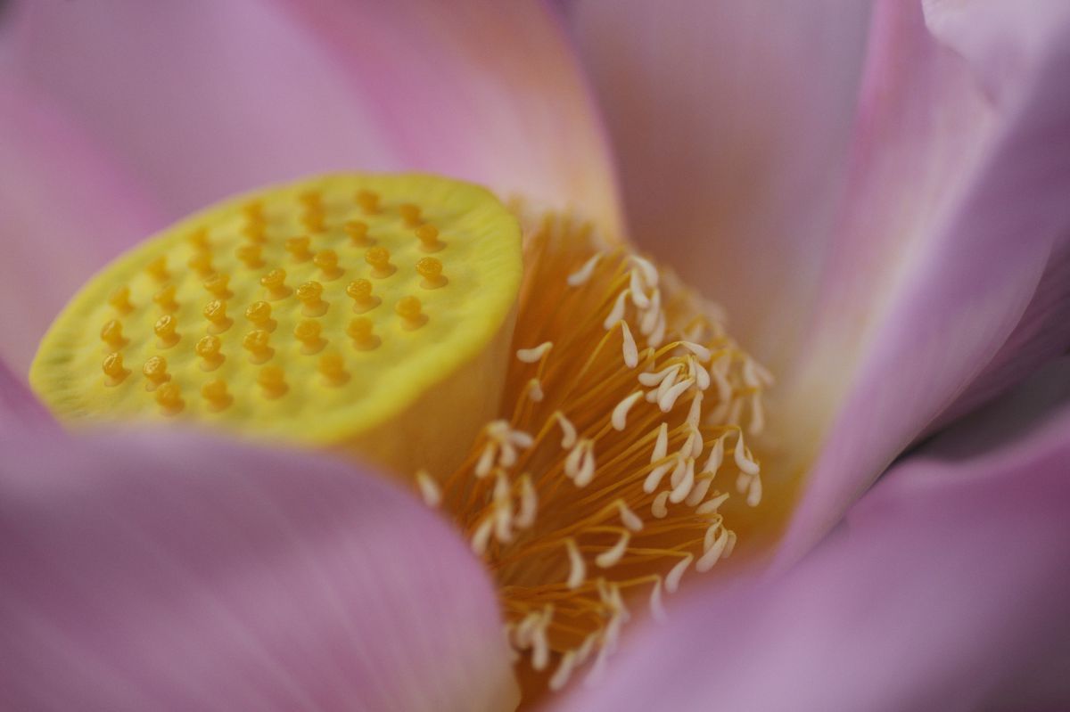 ミクロの世界 植物 花 花びら Ganref
