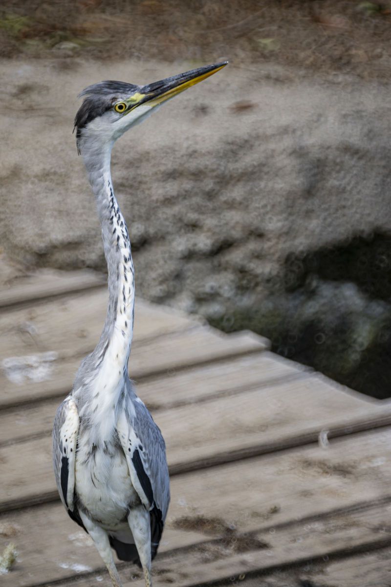 あの先へ・・ | GANREF