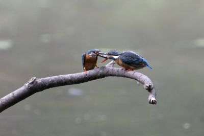 受け取るわっ！