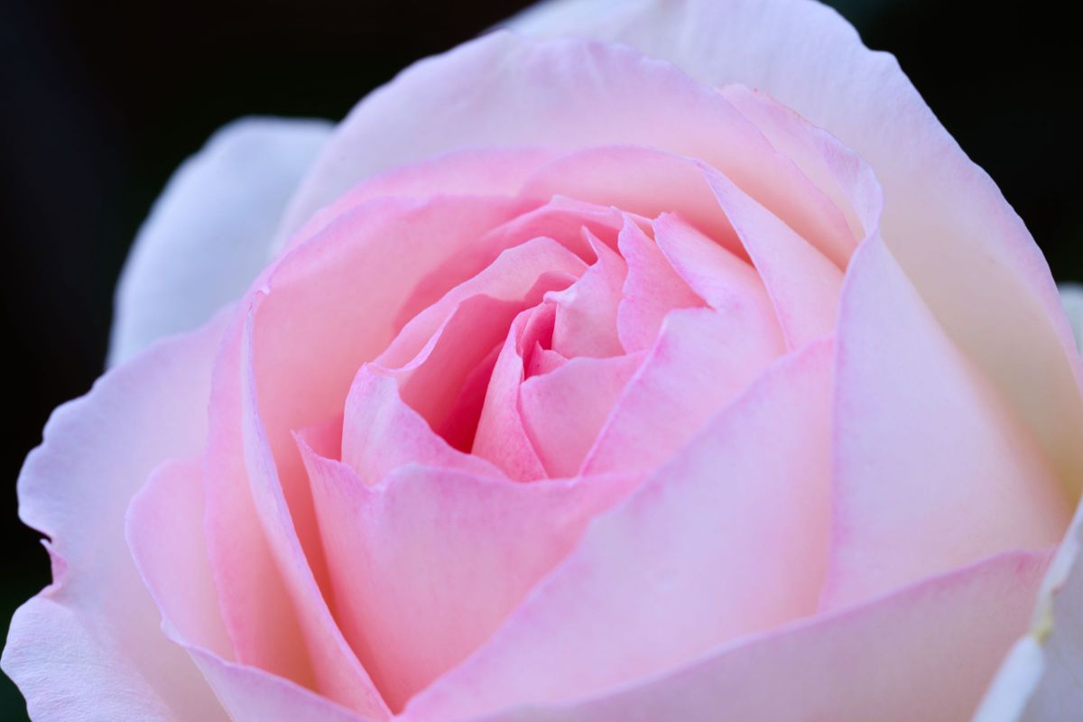White Pink Rose | GANREF