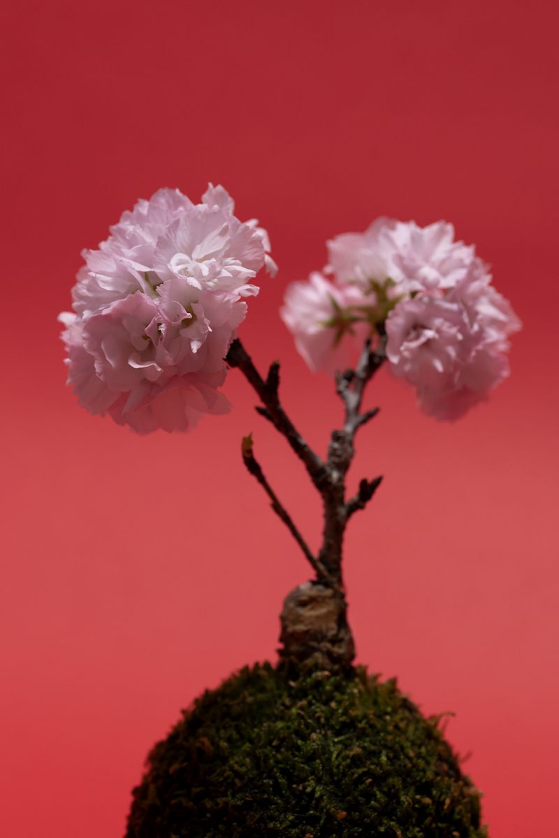 苔玉桜 満開 植物 花 花びら Ganref