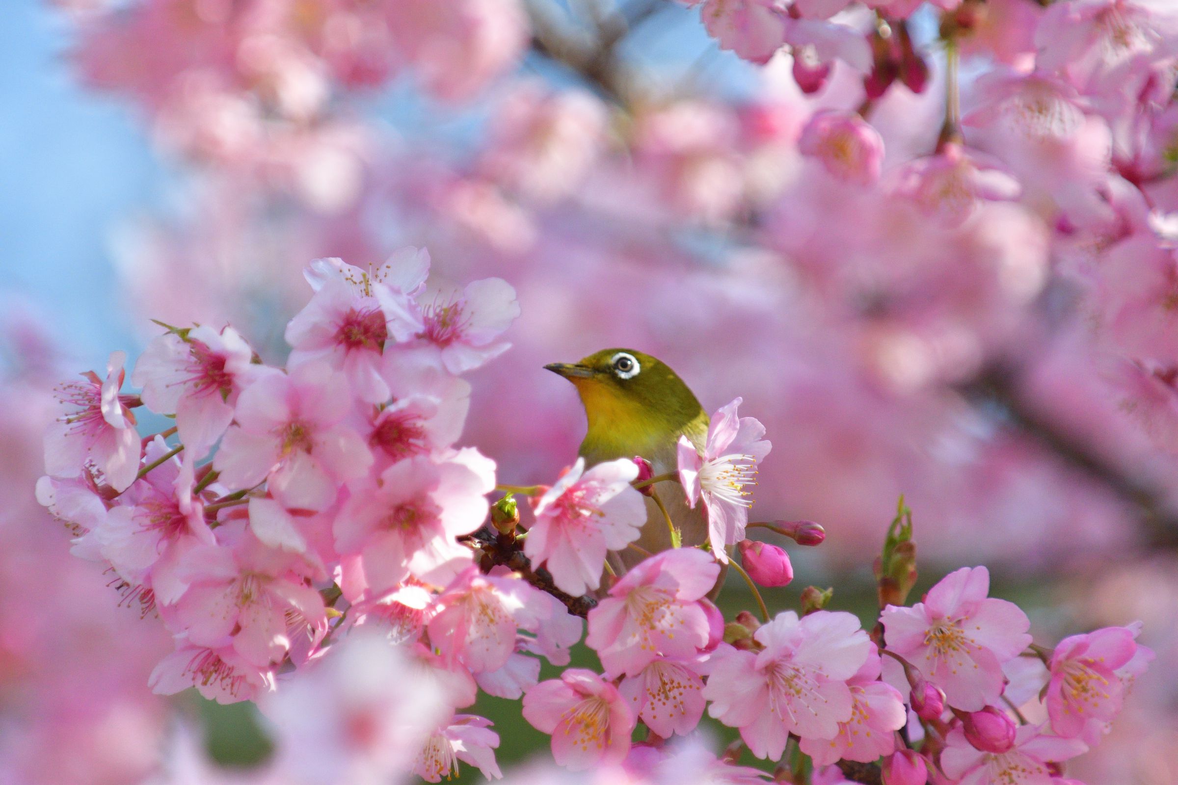 メジロと河津桜 | GANREF