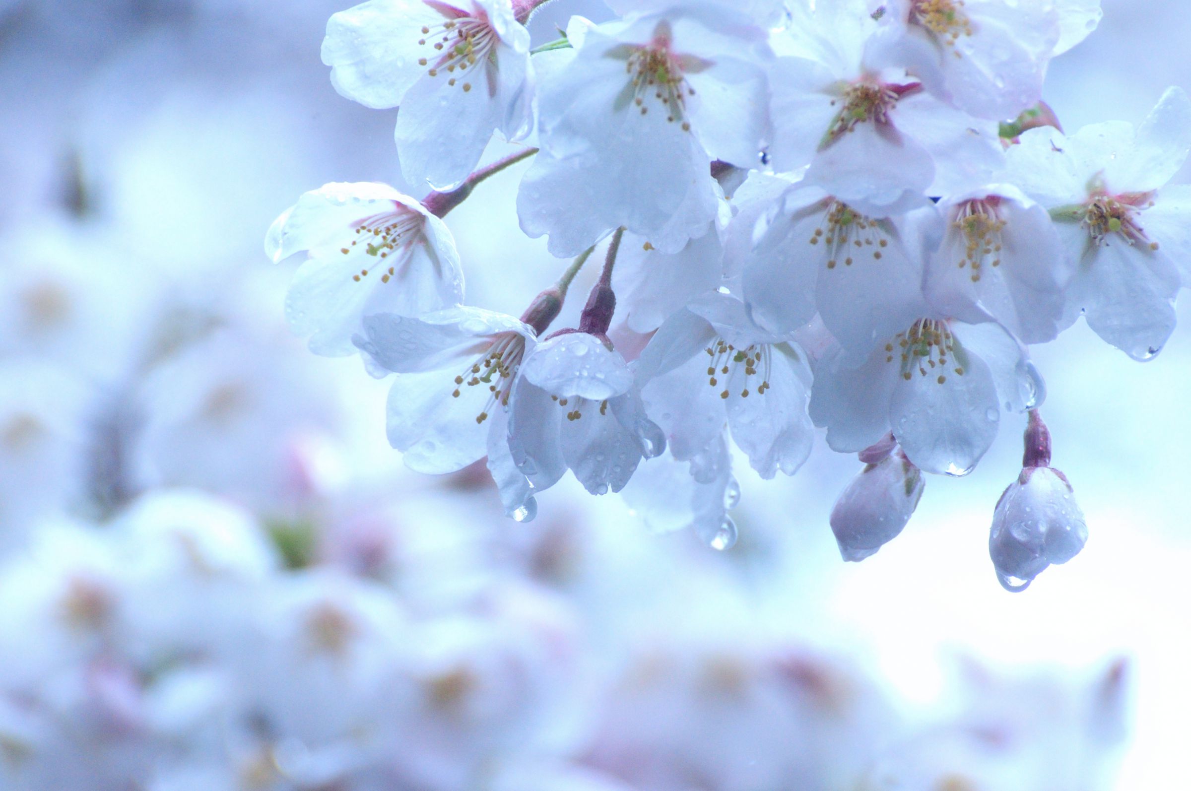 雨の日の桜 | GANREF