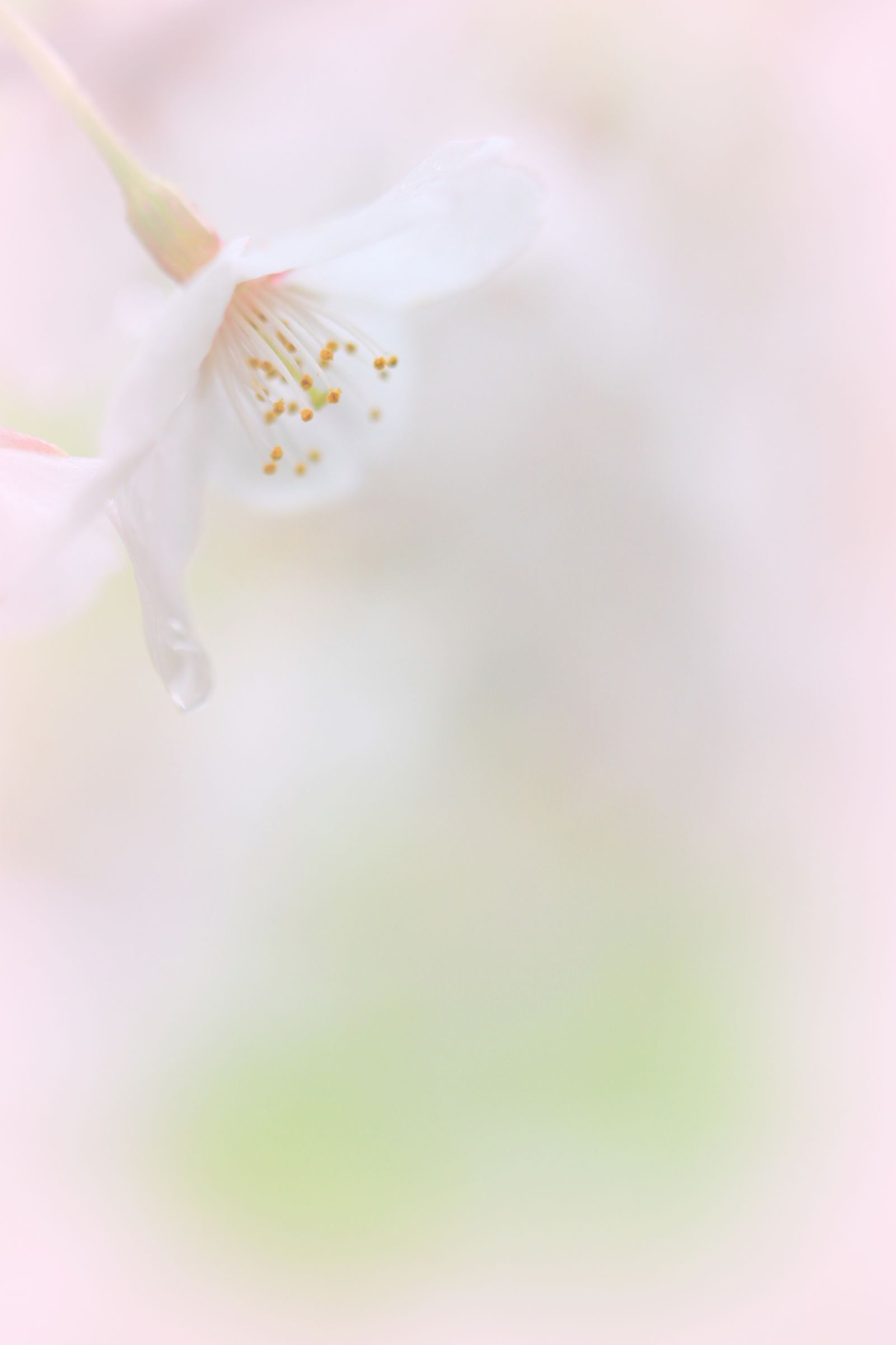 花時雨 | GANREF