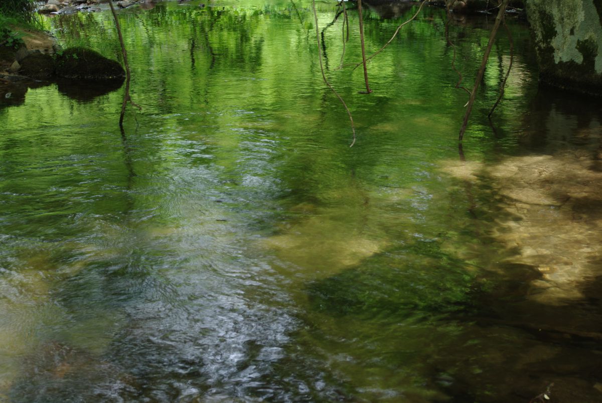水面に映る新緑の輝き 自然 風景 水辺 Ganref
