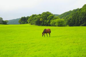 馬のいる景色 馬に乗った人のいる川景色 - Wikipedia