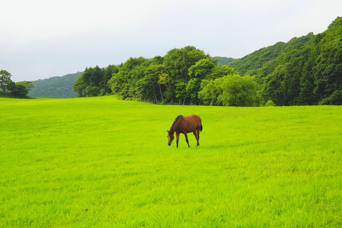 馬のいる風景 | GANREF