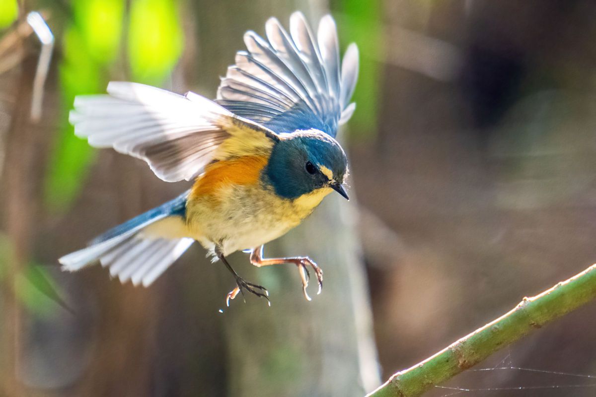 半分青い その2 GANREF