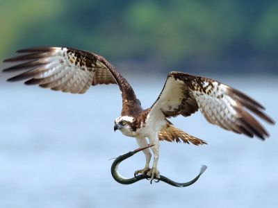 EF600mm F4L IS II USMで撮影された写真 | 写真 | GANREF