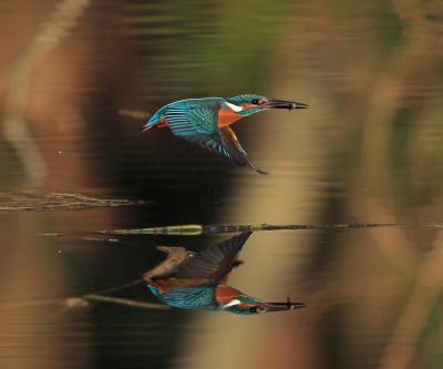 EF600mm F4L IS II USMで撮影された写真 | 写真 | GANREF
