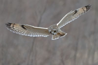 EF600mm F4L IS II USMで撮影された写真 | 写真 | GANREF