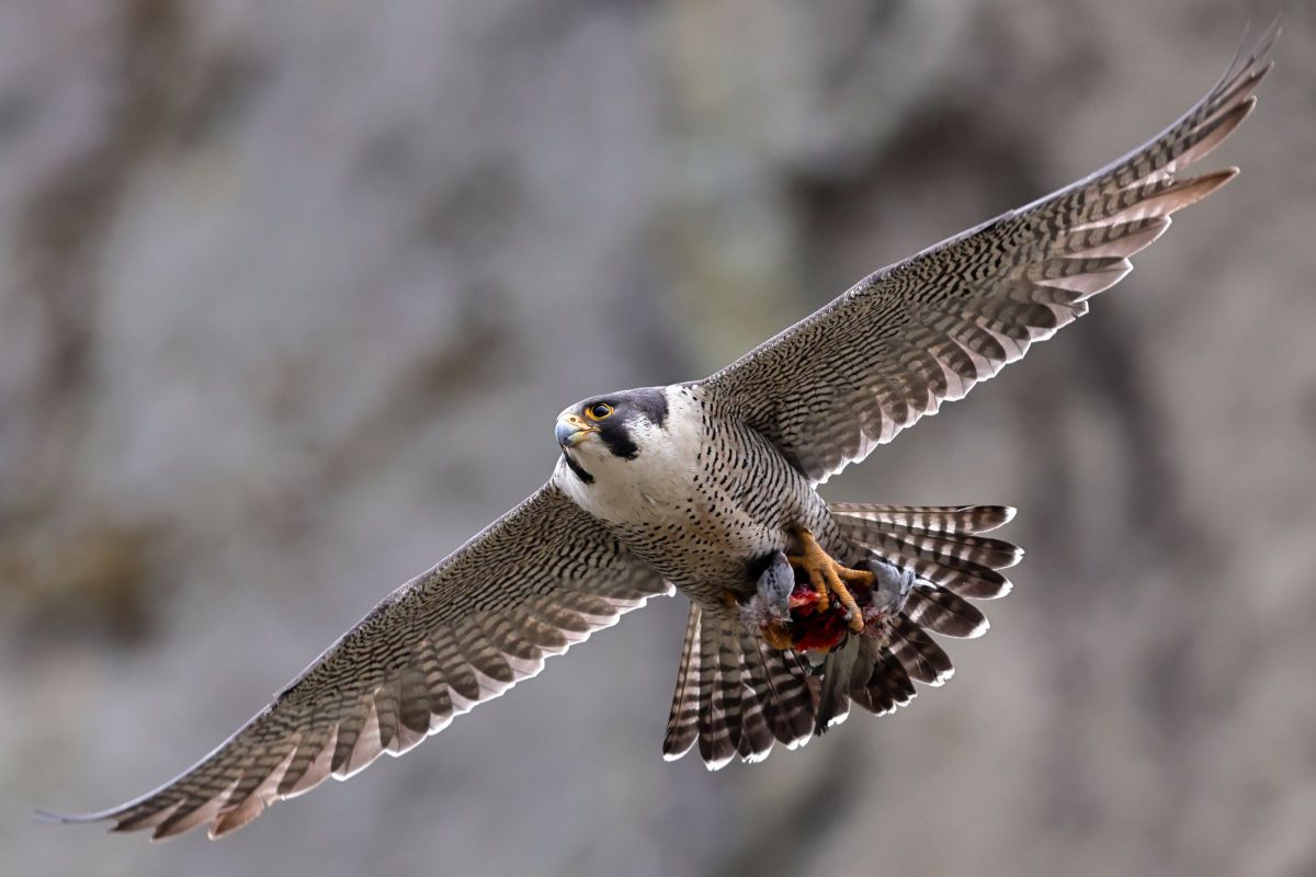 野性の証明 GANREF