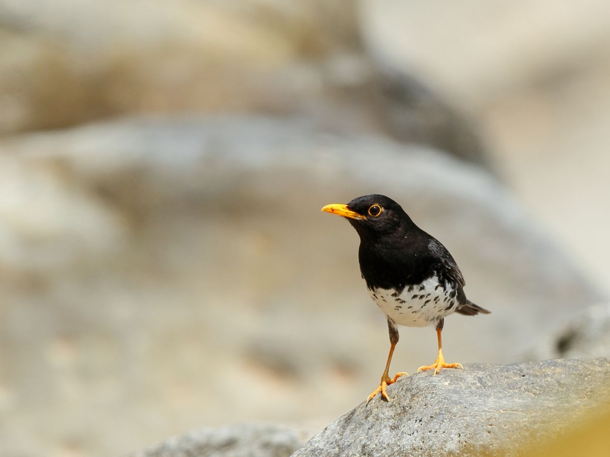 黒鶫 動物 鳥類 Ganref