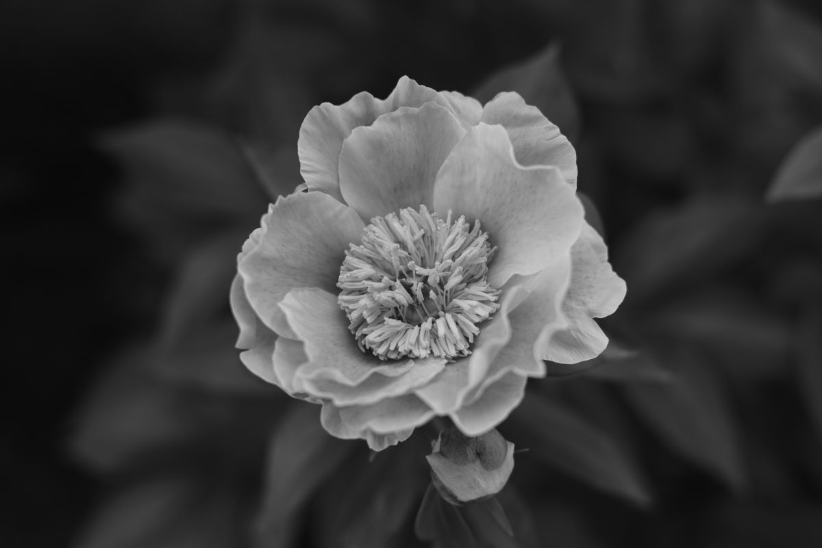 顔佳草 植物 花 花びら Ganref