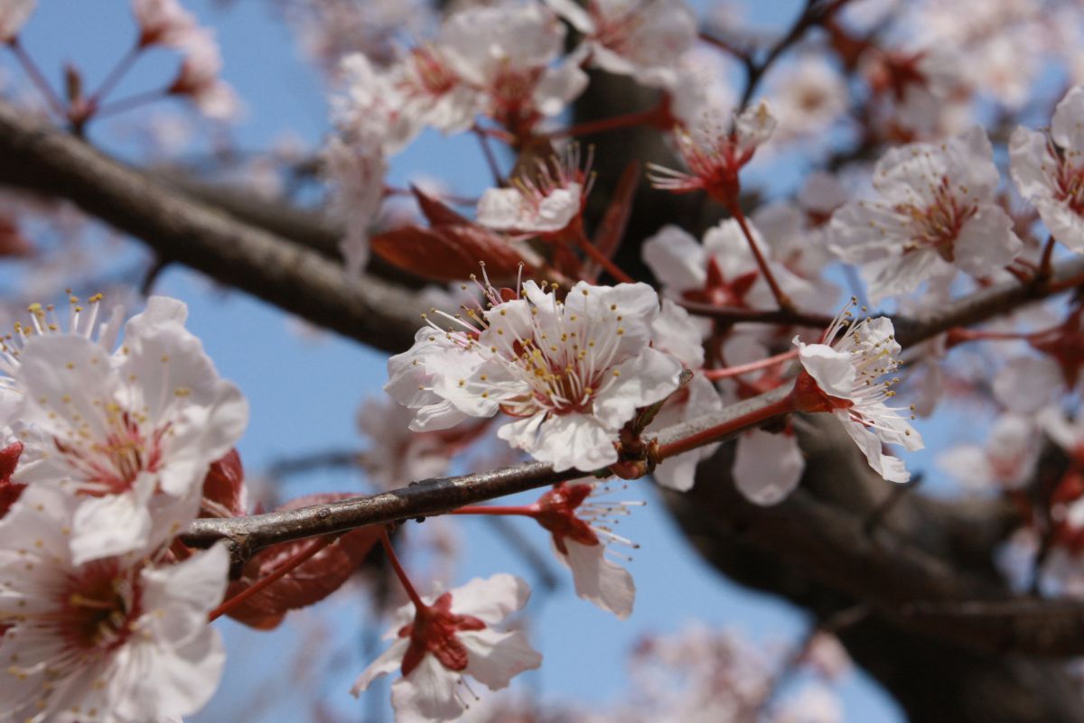 すももの花 植物 花 花びら Ganref すももの花 植物 花 花びら Ganref