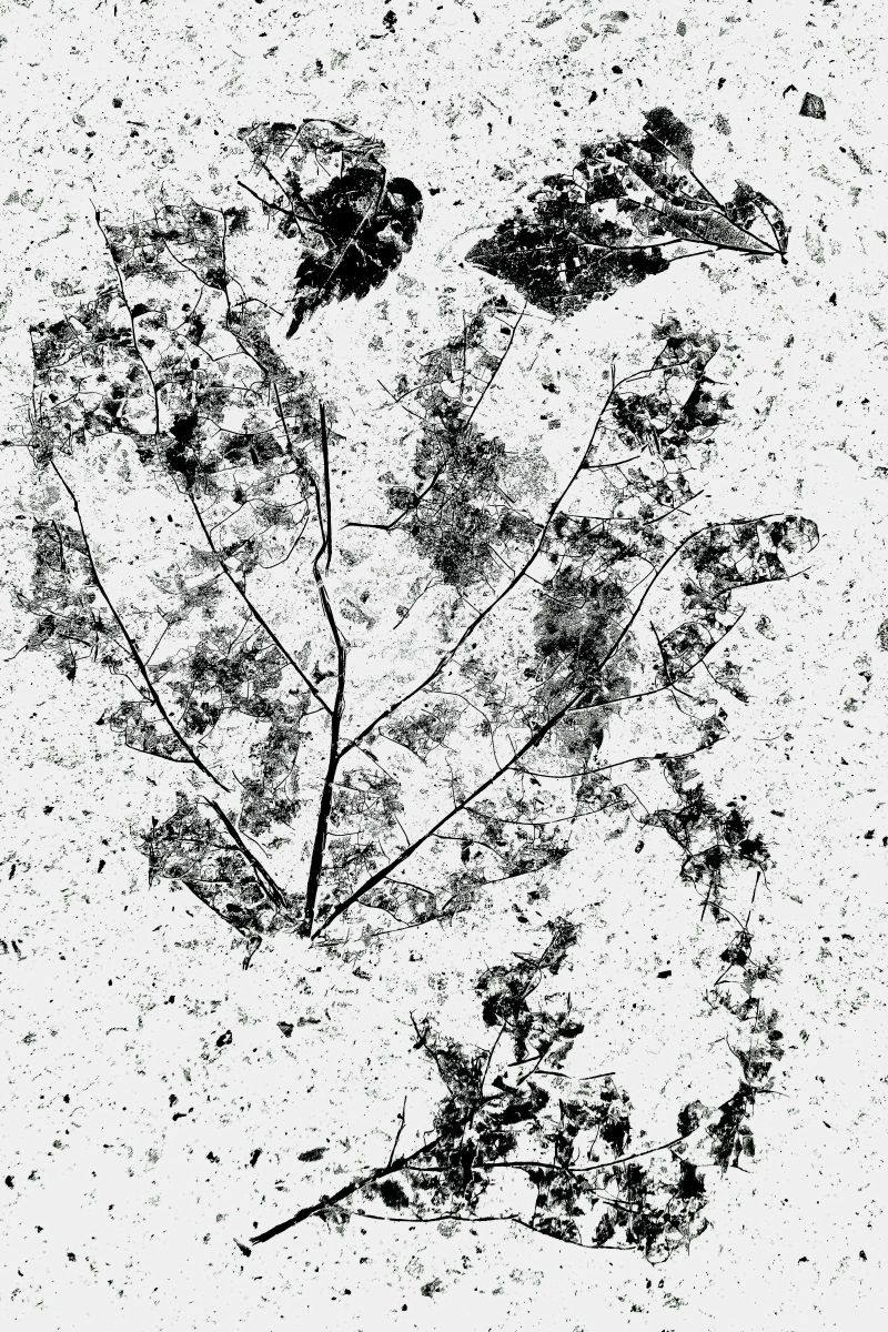 leaf | GANREF