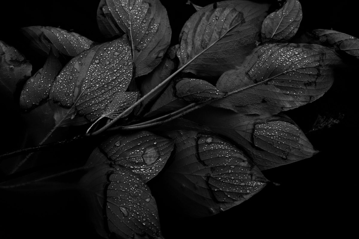leaf | GANREF