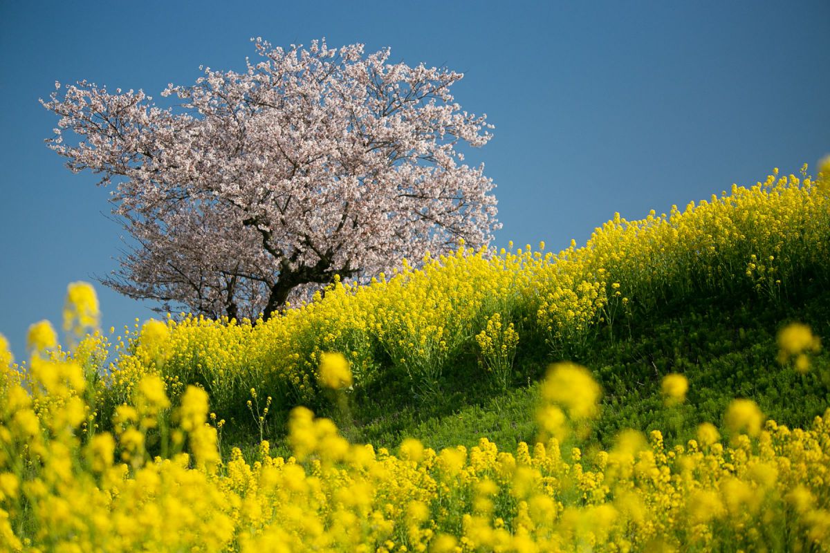 菜の花と一本桜 植物 桜 Ganref