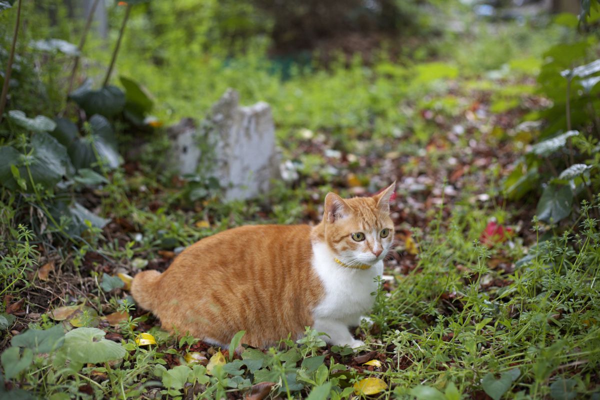 EOS 5D Mark II テスト