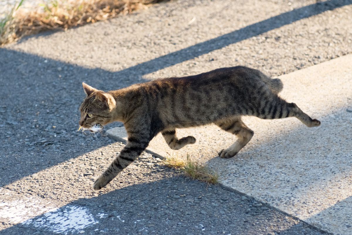 このアジたまらん