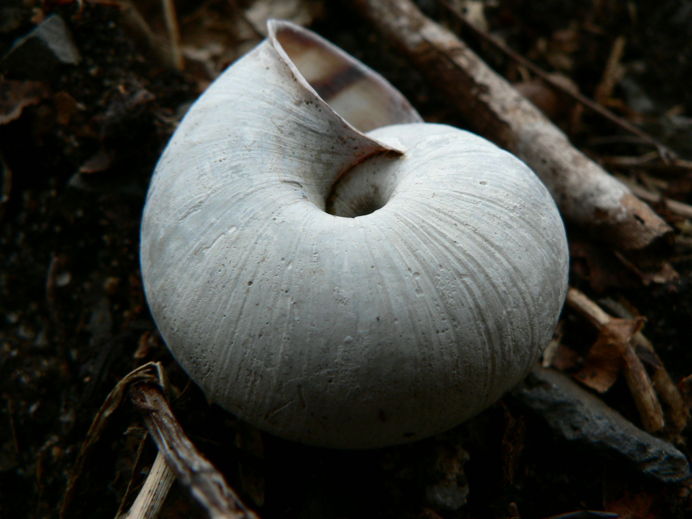 かたつむり スペインパーツ カタツムリ 裏カン付 ホワイト/MG – 貴和製作所