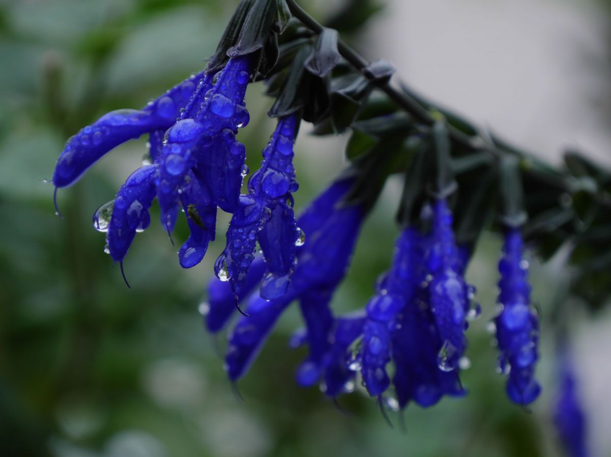 雨に濡れた庭の草花たち：秋 1 | GANREF